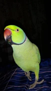 Parrot Photos