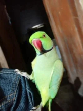 Parrot Photos