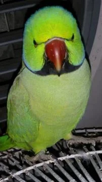 Parrot Photos