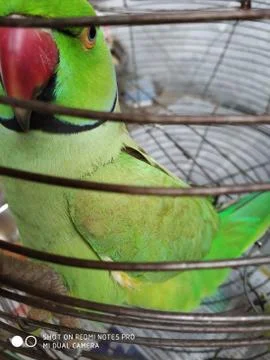 Parrot Photos