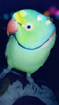 Parrot Photos