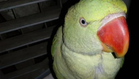 Parrot Photos