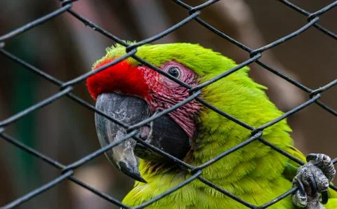 Parrot Stock Photos