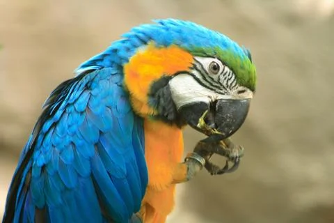 Parrot Foto stock