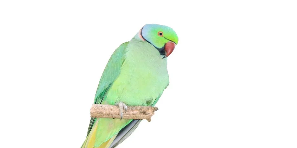 Parrot Stock Photos