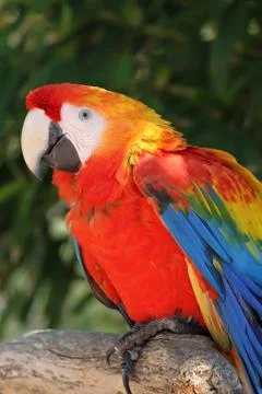 Parrot Stock Photos