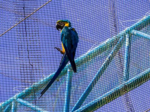 Parrot Fotos de archivo