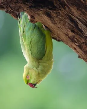 Parrot Stock Photos