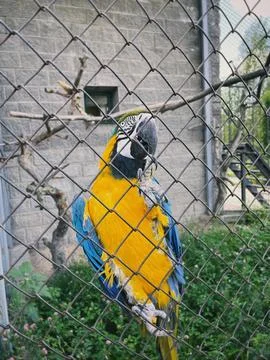 A parrot Photos