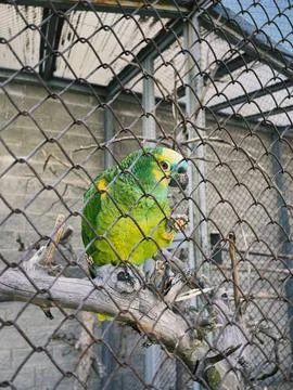 A parrot Photos