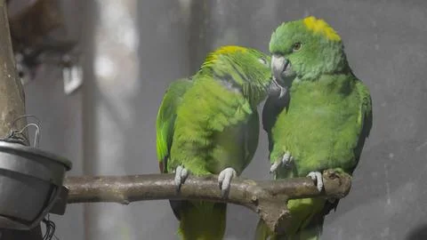 Parrot Stock Photos