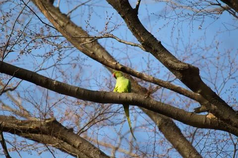 Parrot Stock Photos