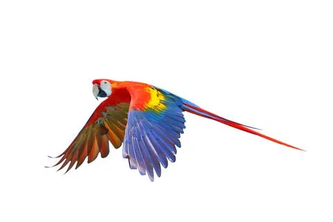 Parrot Stock Photos