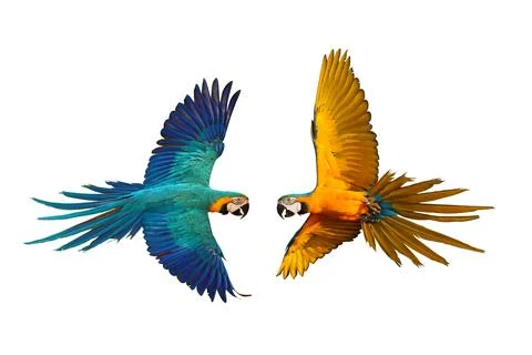 Parrot Foto stock