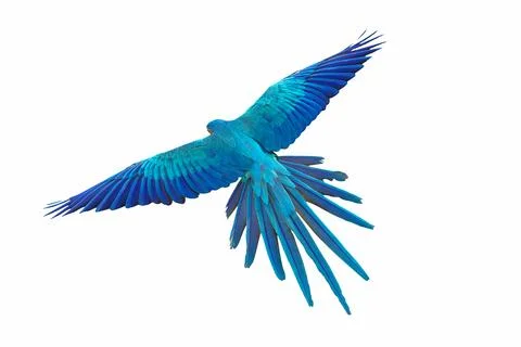 Parrot Stock Photos