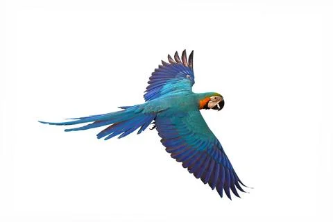 Parrot Stock-Fotos
