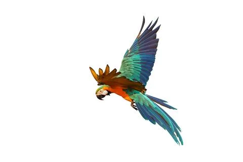 Parrot Stock Photos
