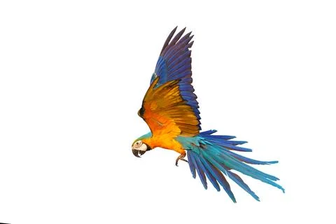 Parrot Foto stock