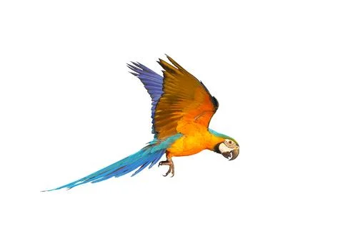 Parrot 스톡 사진