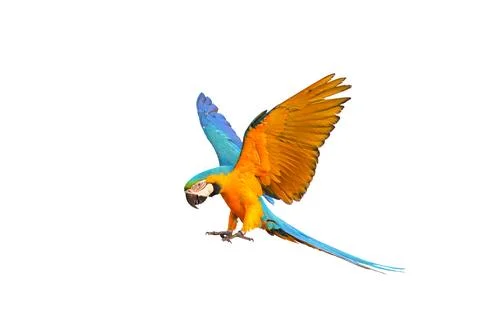 Parrot Stock Photos
