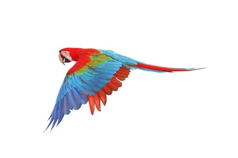 Parrot Foto stock