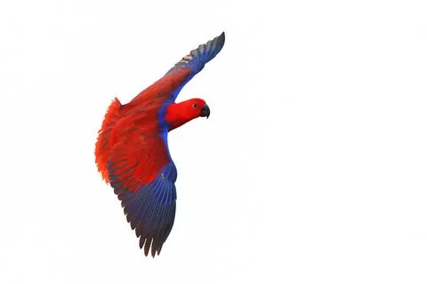Parrot Stock Photos