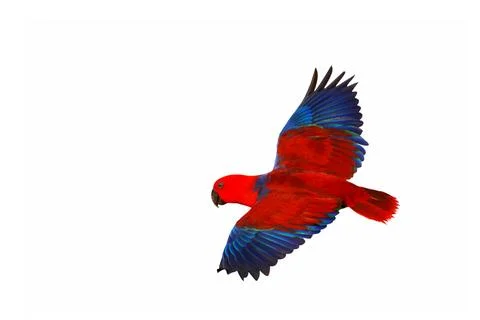 Parrot Stock Photos