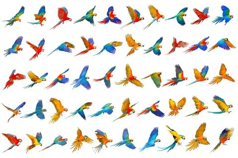Parrot Stock Photos