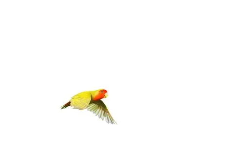 Parrot Stock Photos
