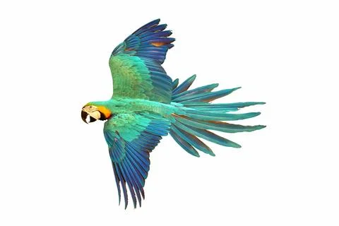 Parrot Stock Photos