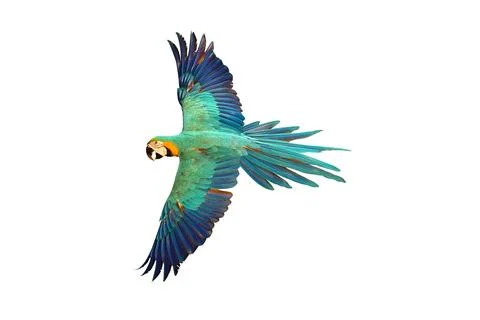 Parrot Stock Photos