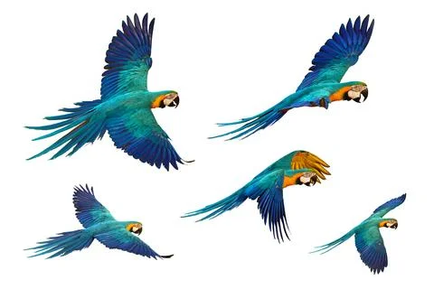 Parrot 스톡 사진