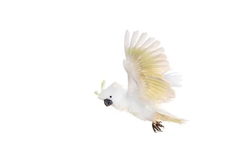 Parrot 스톡 사진