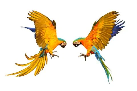Parrot Stock Photos
