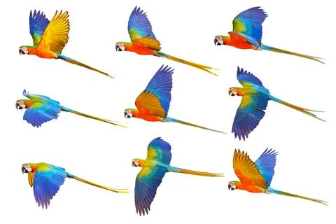 Parrot Stock-Fotos