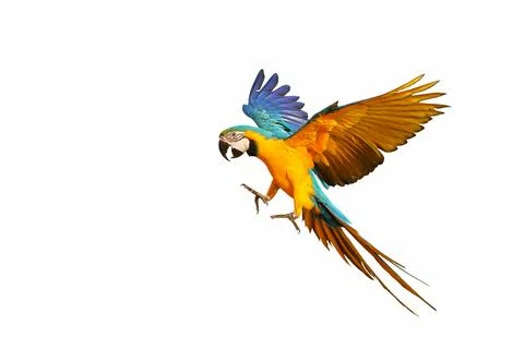Parrot Stock Photos