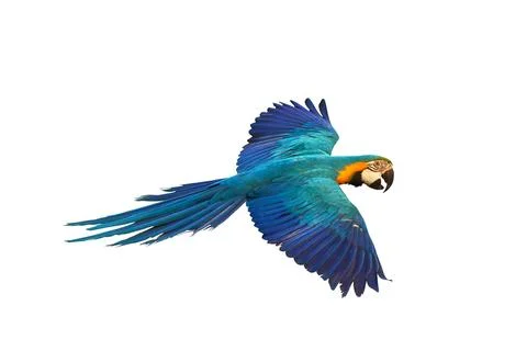 Parrot Stock Photos