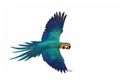 Parrot Stock Photos