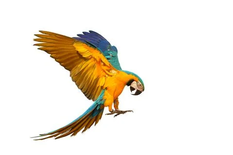 Parrot 스톡 사진