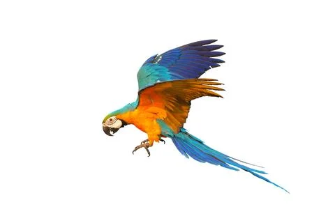 Parrot Stock Photos