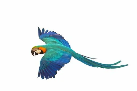 Parrot Stock Photos