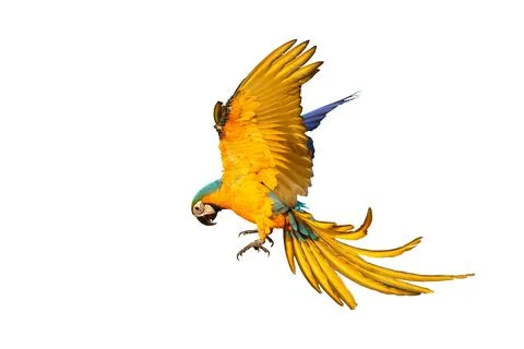 Parrot Stock Photos
