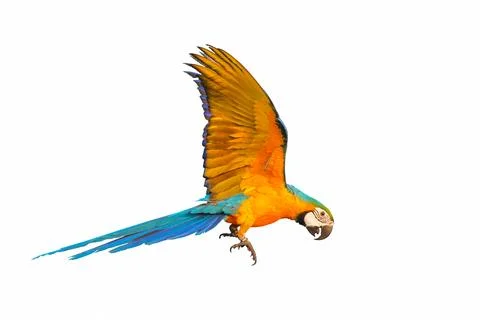Parrot Stock Photos