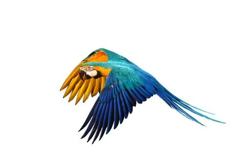 Parrot 스톡 사진