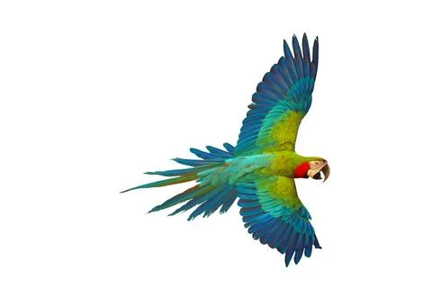 Parrot Stock Photos