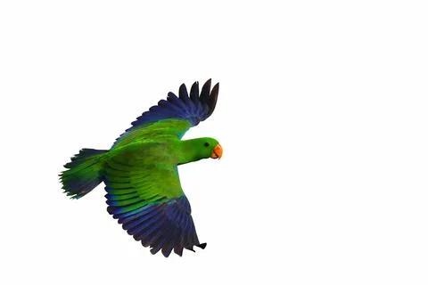Parrot Foto stock
