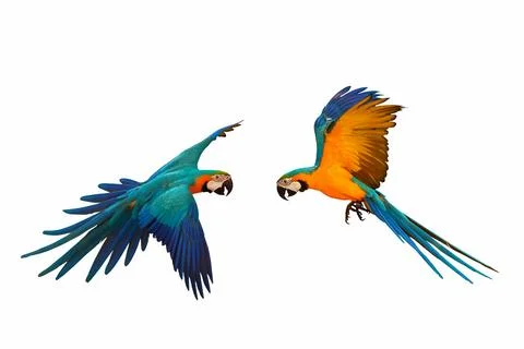 Parrot 스톡 사진