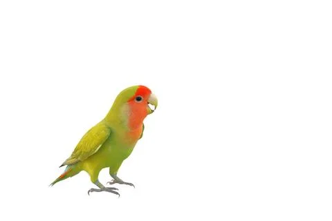 Parrot Stock Photos
