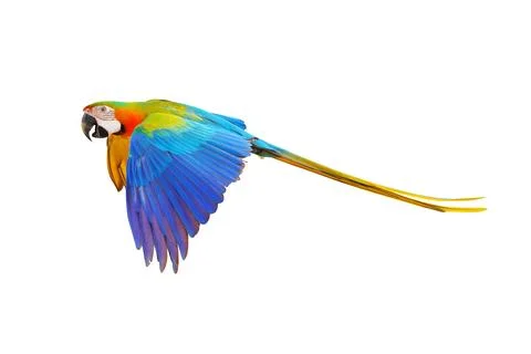 Parrot Stock Photos