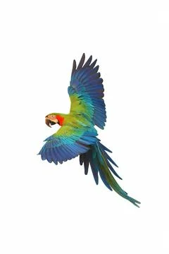 Parrot Stock Photos